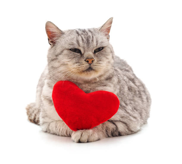 istock Cat with toy heart. 1296285952