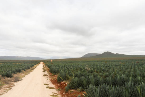 istock A sisal plantation with a dirt road passing through 1296287076