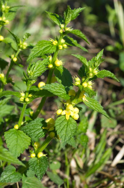 istock Galeobdolon luteum plant blooms in spring 1296287178