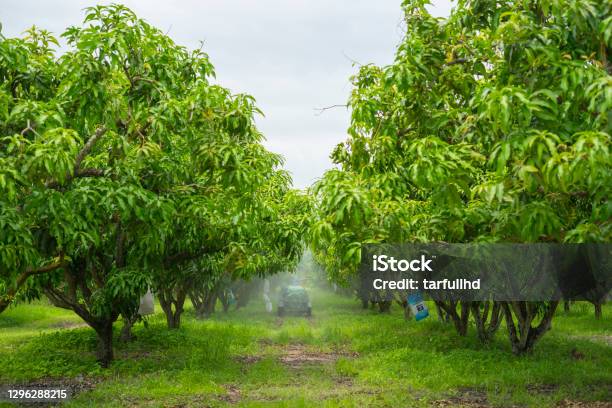 Mango Plants Bloom Before Fruiting Stock Photo - Download Image Now -  Agriculture, Animal, Animal Body Part - iStock