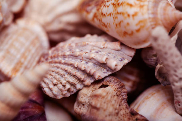 istock a lot of different empty sea shells on background, macro details 1296288769