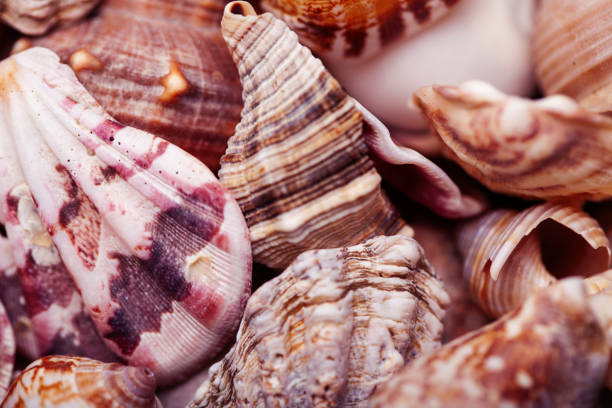 Many empty scallop shells on the beach.