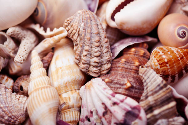 istock a lot of different empty sea shells on background, macro details 1296288886