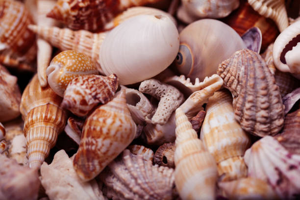 istock a lot of different empty sea shells on background, macro details 1296288910