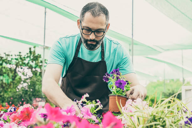 serious bearded gardener preparing floral plants for market - photography gray hair farmer professional occupation imagens e fotografias de stock