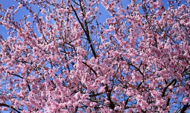 the colors of spring spring vancouver canada photos stock pictures, royalty-free photos & images