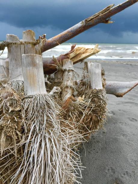 istock Dry bamboo root at the sea 1296291036