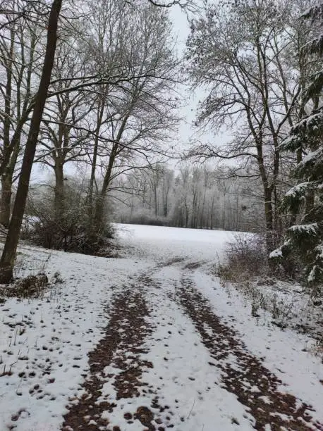 Forest in winter with snow