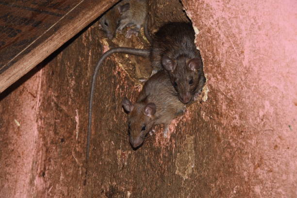 istock Two mice hid out of the hole 1296291915