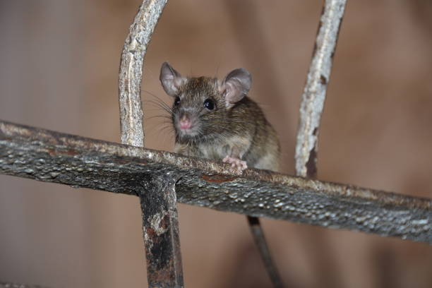 istock A rat sits in an iron grill eating food 1296292028