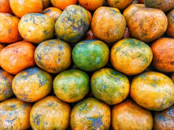 Citrus fruits that are sold at the fruit market
