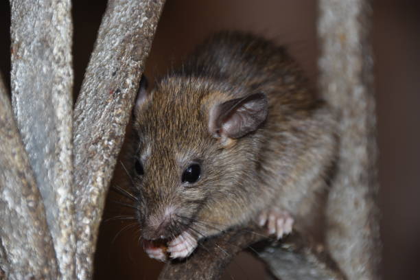 istock A rat sits in an iron grill eating food 1296292106