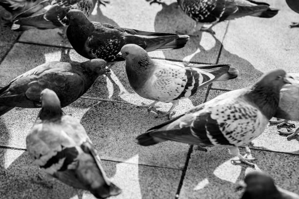 istock Big fuss on the street 1296292113