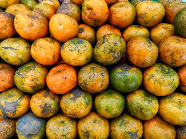 Citrus fruits that are sold at the fruit market