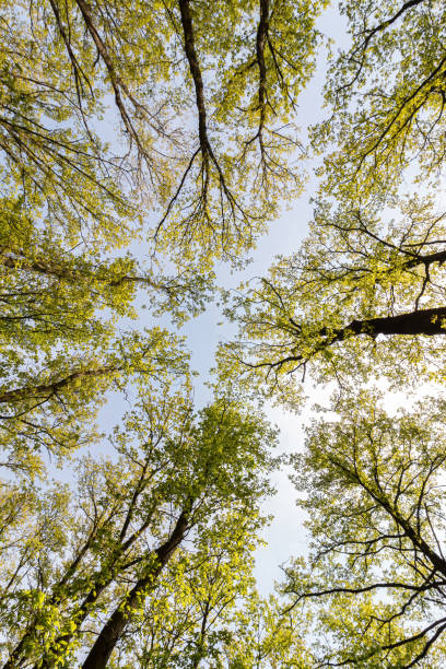 istock Bottom view in a sessile oak forest in springtime (Quercus petraea) 1296292546