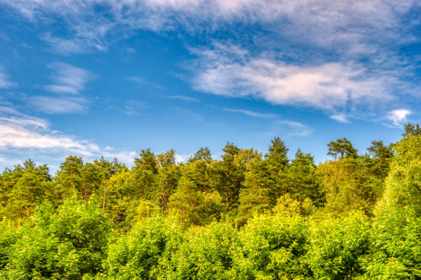 istock Crowns of green trees in a spring forest against a blue sky with white clouds on a sunny bright day 1296292582