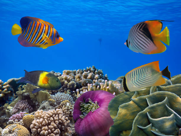 istock Underwater landscape with coral formations and tropical fish 1296295984