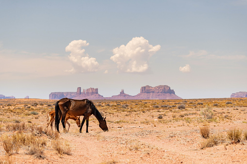 Traveling USA Southwest: wild horses near Monument Valley