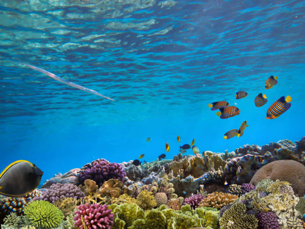 istock Underwater landscape with coral formations and tropical fish 1296296013