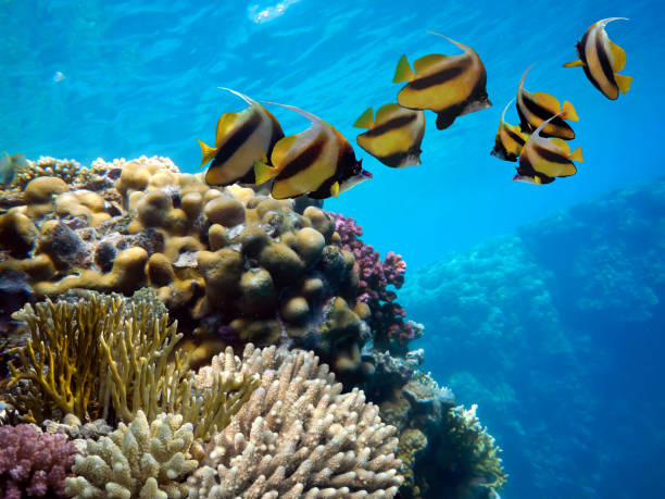 istock Underwater landscape with coral formations and tropical fish 1296296022