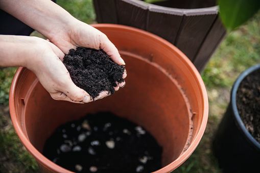 woman is putting some potting compost or flower soil into a pot with an lemon tree