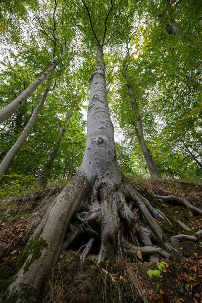 istock Old beech tree, wide angle view from the roots over the silver gray trunk to the crown with green foliage, selected focus, narrow depth of field 1296297273