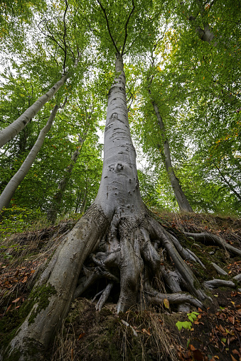 Old beech tree, wide angle view from the roots over the silver gray trunk to the crown with green foliage, selected focus, narrow depth of field