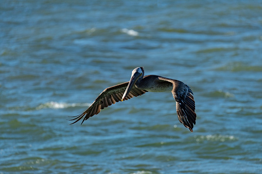 A large brown pelican flying in the morning above the sea.