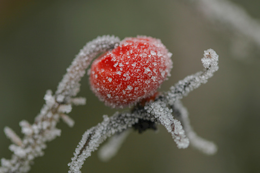 A single red orange frosty fleshy rose hip covered in early morning ice