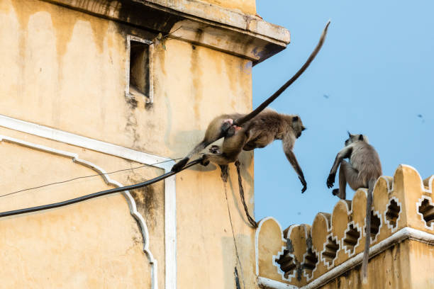 istock Wild animals of India 1296299140