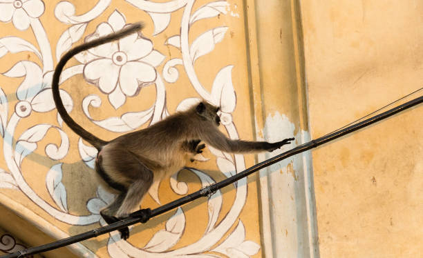 istock Wild animals of India 1296299191