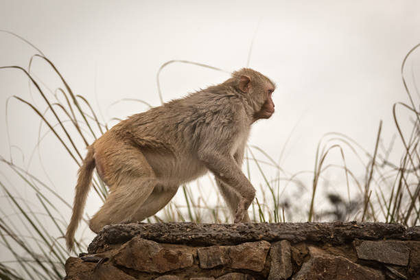 istock Wild animals of India 1296299210