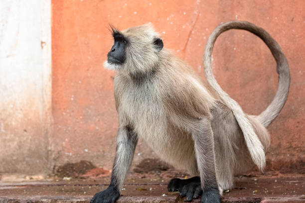 istock Wild animals of India 1296299213