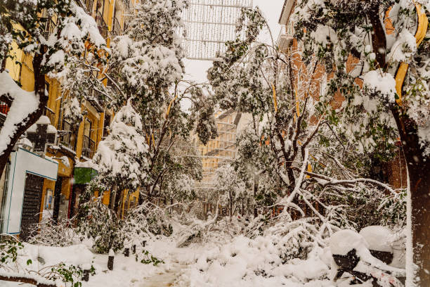 arbres abattus par la neige dans le centre de madrid pendant la tempête filomena - blizzard ice damaged snow photos et images de collection