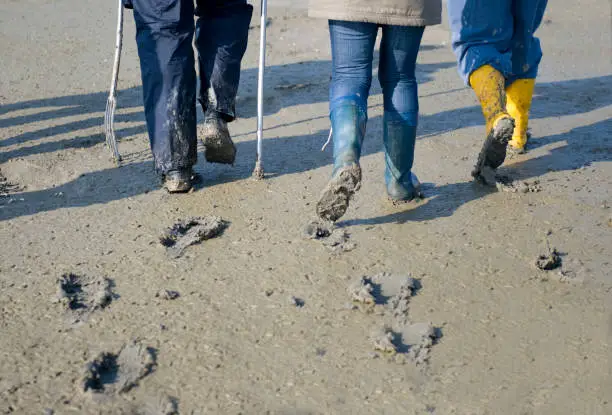 Three people walk across the mudflats in rubber boots