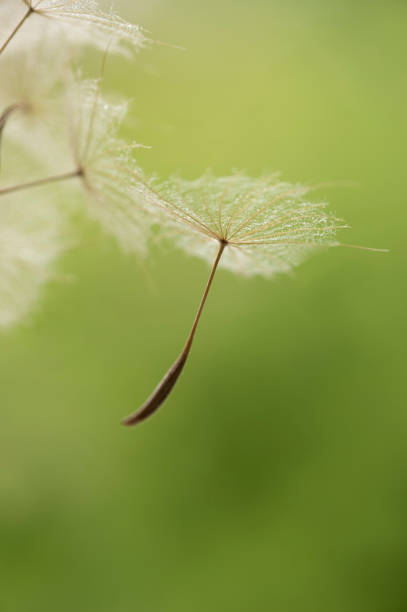 Detailed view of a dandelion
