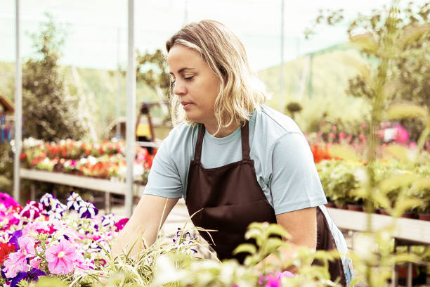istock Serious female gardener growing different plants in pots 1296304680