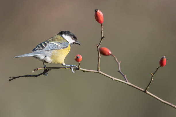 istock The Great tit perched on dog rose at morning (Parus major) 1296306147