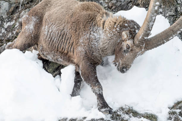 istock Ibex mountain advance on extreme terrain (Capra ibex) 1296306228