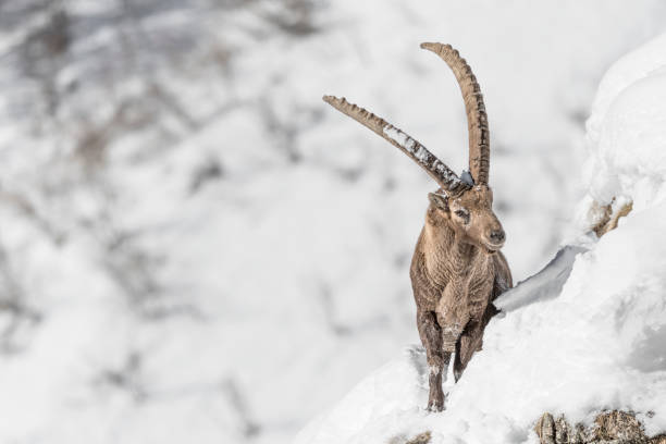 istock Ibex mountain male on extreme terrain (Capra ibex) 1296307228