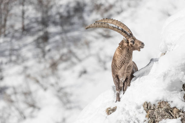 istock The mighty Ibex advance in the snow (Capra ibex) 1296307237