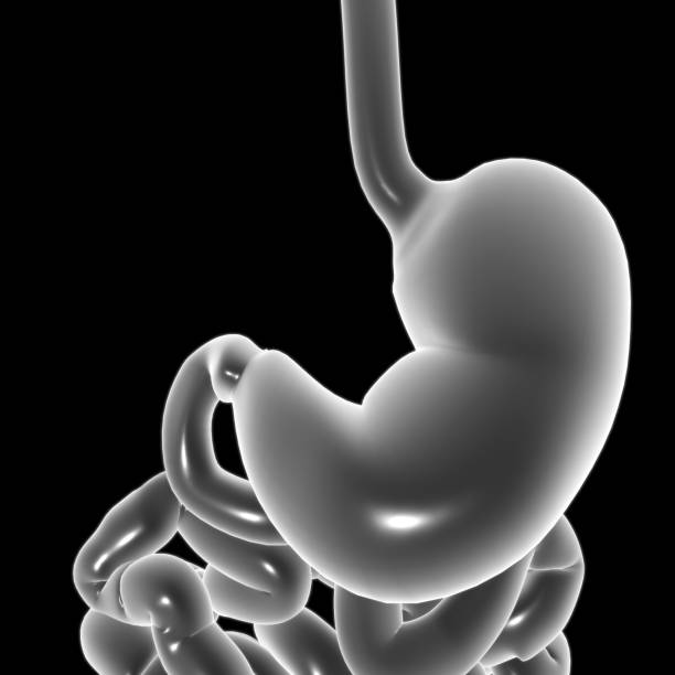 istock Stomach Anatomy Human Digestive System For Medical Concept 3D 1296307314