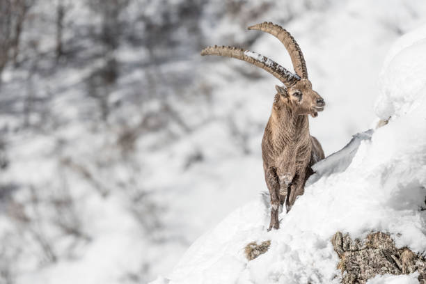 ibex bergmännchen auf extremem terrain (capra ibex) - alpensteinbock stock-fotos und bilder