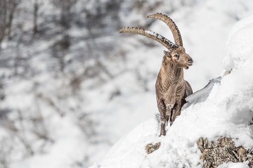 Wonderful portrait of Alpine ibex male on the mountain peak