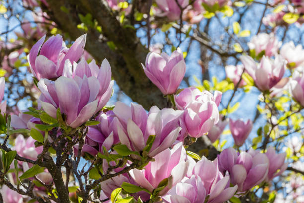 istock Pink Magnolia Flowers in Spring 1296307859