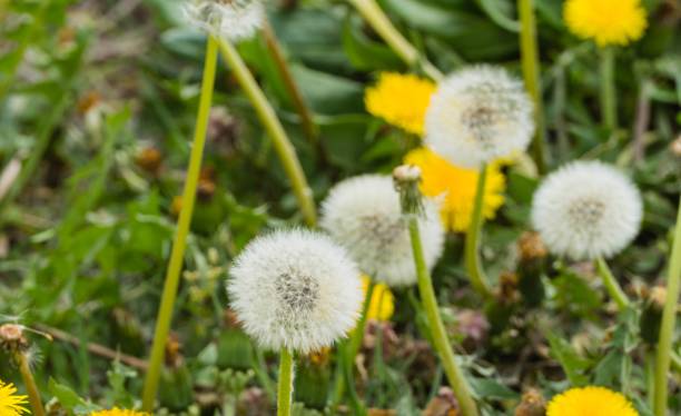 istock Many Blowballs and Danelions in Wilderness 1296308060
