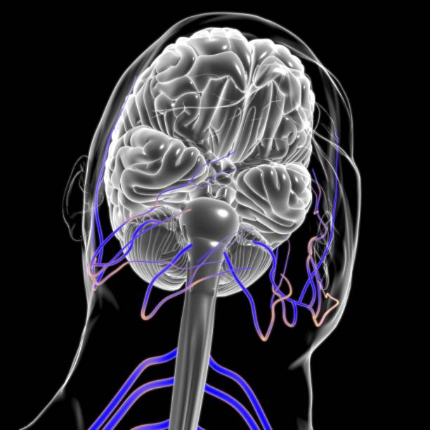 istock Human Brain Anatomy For Medical Concept 3D Rendering 1296308295