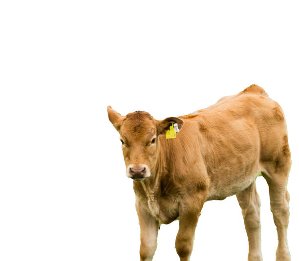 istock Calf in Front of white Background 1296308929