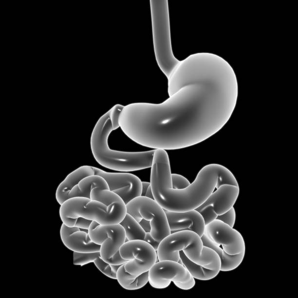 istock Stomach Anatomy Human Digestive System For Medical Concept 3D 1296308942