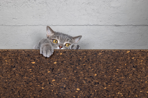 Whatever the obstacle, it doesn't matter to cats. British sorthair cat.